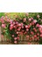 Sarmaşık Pembe Gül, Saksıda 10-20 cm 1
