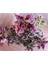 Fırfırlı Yaprak Güzeli Fidanı Karışık Renk 10-20 cm 2