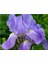 Kabristan Mezarlık Için Saksılı Mor Zambak Çiçeği 20-40 cm Lilium 1