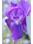 Kabristan Mezarlık Için Saksılı Mor Zambak Çiçeği 20-40 cm Lilium 2