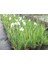 Kabristan Mezarlık Için Saksılı Mor Zambak Çiçeği 20-40 cm Lilium 3