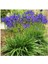 Kabristan Mezarlık Için Saksılı Mor Zambak Çiçeği 20-40 cm Lilium 4