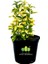 Euonymus Fortunei Emerald Gold Taflan Fidanı 10-20 cm 1