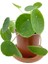 Pilea Peperomioides Çin Para Bitkisi 10-20 cm 1