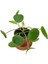 Pilea Peperomioides Çin Para Bitkisi 10-20 cm 2