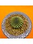 Gymnocalycium Inermis Cristat 4,5 cm Özel Tür Kaktüs 2
