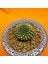 Gymnocalycium Inermis Cristat 4,5 cm Özel Tür Kaktüs 3