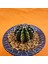 Gymnocalycium Sepia 3 cm Özel Tür Kaktüs 3