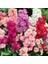 Matthiola Şebboy Tohumu Kokulu Katmerli Iri Çiçekli Renkli Karışım 3