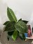 Philodendron Birkin-İç Mekan Bitkisi 2