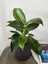 Philodendron Birkin-İç Mekan Bitkisi 3