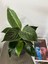 Philodendron Birkin-İç Mekan Bitkisi 4