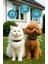 Kedi Pire Kenetasması Kedi Köpek Bit Pire Kene Parazit Kovucu Tasma Ayarlanabilir 39 cm Su Geçirmez 8 Ay Etki 4