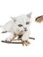 Doğal Matatabi Kedi Çiğneme Çubuğu 5 Adet 10 mm 1