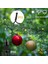 Noel Ağacı Işıkları IP65 Su Geçirmez 16 Hat 8 Mod Noel Işıkları Iç Mekan Dış Mekan Noel Süslemeleri Ab Fişi, C (Yurt Dışından) 2