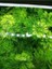 Limpnophila Sessiliflora 5 Dal Kusursuz Akvaryum Bitkisi Canlı Bitki 1