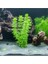 Limpnophila Sessiliflora 5 Dal Kusursuz Akvaryum Bitkisi Canlı Bitki 2