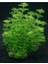 Limpnophila Sessiliflora 5 Dal Kusursuz Akvaryum Bitkisi Canlı Bitki 3