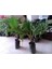 Palmiye Fidanı Waşhingtonia 40-50 cm 2