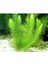 Ceratophyllum Demersum Tilki Kuyruğu Kolay Akvaryum Bitkisi 1 Bağ 3
