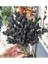 Polyester Mercan Dekor / Siyah 1