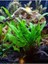 Java Fern Leptochılus Pteropus 1 Kök Kolay Akvaryum Bitkisi Canlı Bitki 1