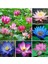 5 Adet Karışık Renklerde Lotus (Nilüfer) Çiçeği Tohumu 1