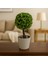 Dekoratif Mini Yapay Topiary – Plastik Saksılı – 10*10*20 cm 3