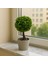 Dekoratif Mini Yapay Topiary – Plastik Saksılı – 10*10*20 cm 4