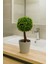Dekoratif Mini Yapay Topiary – Plastik Saksılı – 10*10*20 cm 5