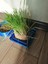 Otu Seven Bir Kedi Için Tepsi (Plastik Aparattır!!!) 3D 2