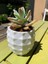 Ananas Ekici (Plastik Aparattır!!!) 3D 4