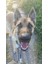 Trevor I Belçika Malinois Köpek Duvarı Heykeli 2d (Plastik Aparattır!!!) 3D 2
