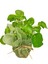 Pilea Peperomioides Çin Para Ağacı 25 - 30 cm 1
