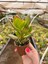 Para Çiçeği Bonsai Crassula Ovata Sukulent 5,5cm 1