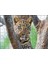 Cakapuzzle Ağaç Dallarında Genç Leopar 120 Parça Puzzle Yapboz Mdf (Ahşap) 1