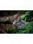 Muhteşem Renkleriyle Iguana 120 Parça Puzzle Yapboz Mdf (Ahşap) 1