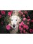 Beyaz Golden Retriever Çiçekler Arasında 120 Parça Puzzle Yapboz Mdf (Ahşap) 1