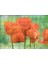 Cakapuzzle Turuncu Gelincikler 120 Parça Puzzle Yapboz Mdf (Ahşap) 1