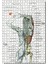 Kadın Anatomisi Kas Haritası 120 Parça Puzzle Yapboz Mdf (Ahşap) 1