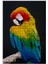Mavi Sarı Kırmızı Macaw Siyah Arkaplan 120 Parça Puzzle Yapboz Mdf (Ahşap) 1