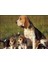 Anne Beagle ve Sevimli Yavruları 120 Parça Puzzle Yapboz Mdf (Ahşap) 1