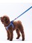 Charm Leash Nazar Boncuğu Desenli Kedi Köpek Sevk & Gezdirme Kayışı Köpek Uzatma Tasması 2