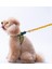 Watermelon Leash Karpuz Desenli Kedi Köpek Sevk & Gezdirme Kayışı Köpek Uzatma Tasması 2