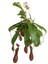 Nepenthes Alata (Su Ibriği Bitkisi) 1