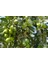 2 Yaş Gemlik (Trilye) Zeytin Fidanı – Yeşil ve Siyah Sofralık, Aynı Zamanda Yağlık Kaliteli Çeşit 3