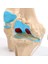 Diz Eklemi Modeli Osteoporoz Durumu Modelleri - Diz Eklemi Maketi 5