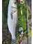 Sardin 20GR 60MM Jig Yem Kaşık Rapala -Levrek, Palamut, Lüfer, Çinekop, Turna Için En Iyi Uv Jig Yem 2
