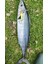 Sardin 20GR 60MM Jig Yem Kaşık Rapala -Levrek, Palamut, Lüfer, Çinekop, Turna Için En Iyi Uv Jig Yem 3