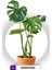 Monstera Deliciosa - Deve Tabanı - Ev Ofis Salon Iç Mekan Bitkisi - 60 cm 1